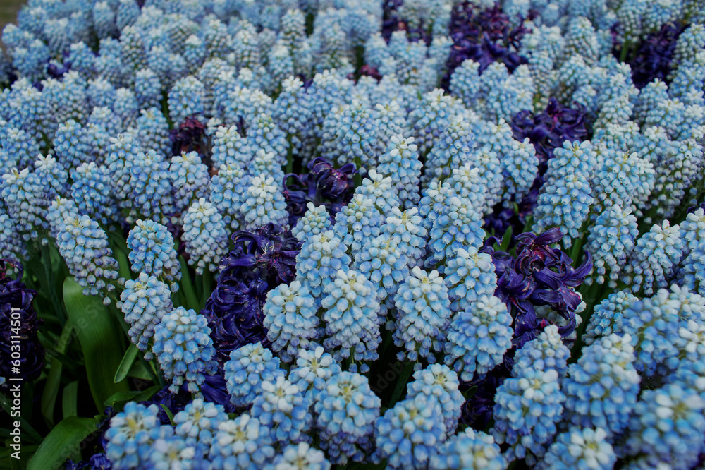 Flower arrangement, bouquet, flowers background Flower arrangement, bouquet, flowers background