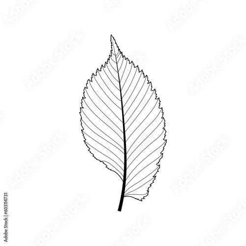 Simple leaf example. Simple leaf with pinnate venation. Elm leave with doubly serrate margin, asymmetric at the base. Unlobed simple leaf. Black and white illustration.