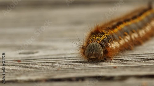 Trinkerin, Raupe der Grasglucke (Euthrix potatoria)
 photo