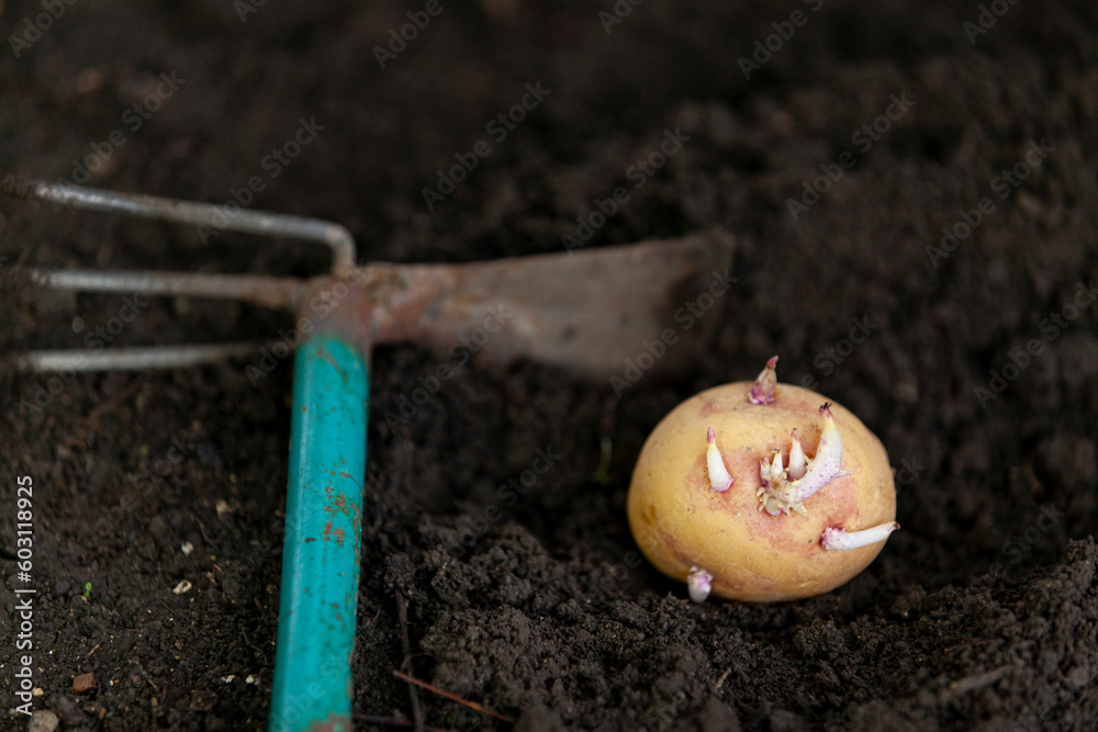 Planting a potato tuber in the ground. Close-up.