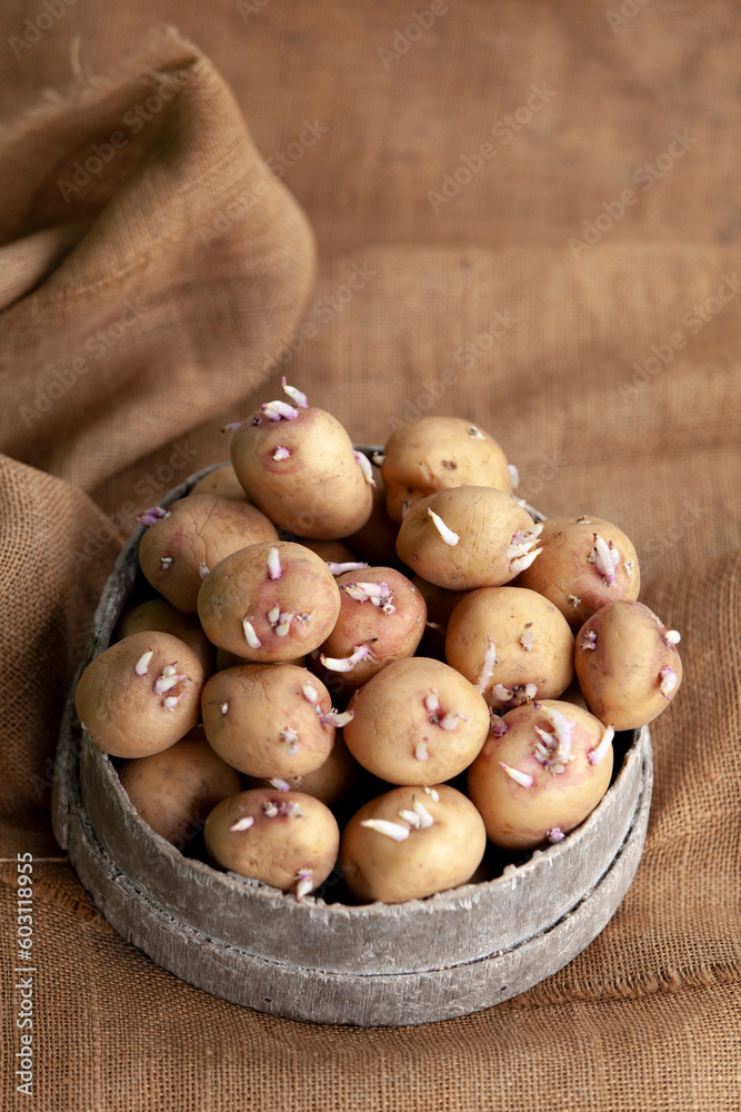 Seedlings of potatoes with sprouts in a wooden round box, prepared for planting.
