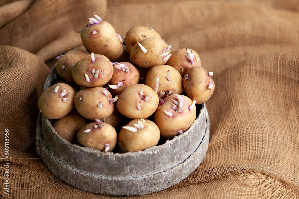 Seedlings of potatoes with sprouts in a wooden round box, prepared for planting.