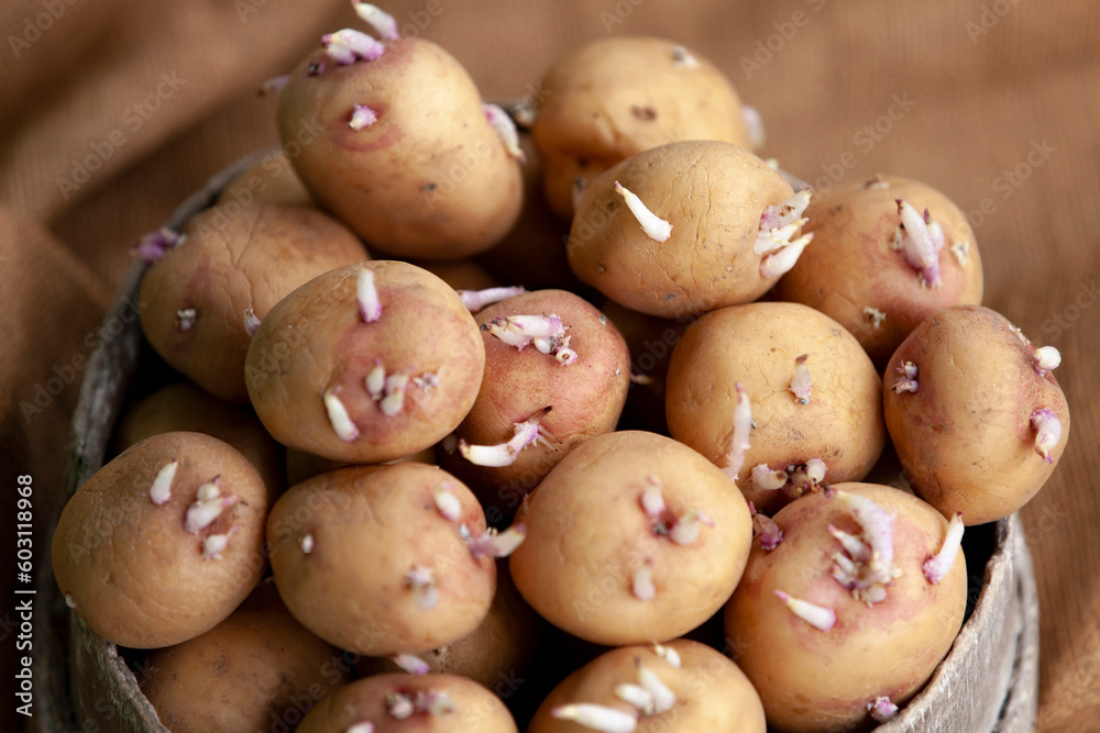 Seedlings of potatoes with sprouts in a wooden round box, prepared for planting. Close-up.