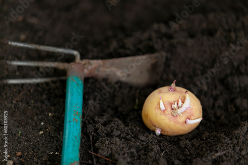 Obraz na płótnie Planting a potato tuber in the ground. Close-up. w salonie