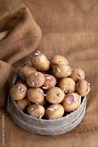 Obraz na płótnie Seedlings of potatoes with sprouts in a wooden round box, prepared for planting. w salonie