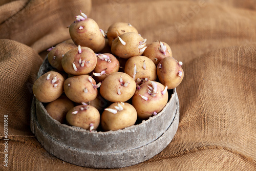 Obraz na płótnie Seedlings of potatoes with sprouts in a wooden round box, prepared for planting. w salonie