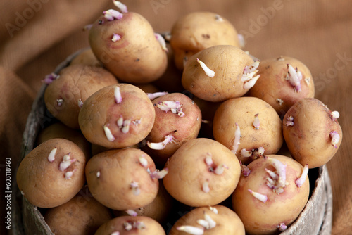 Obraz na płótnie Seedlings of potatoes with sprouts in a wooden round box, prepared for planting. Close-up. w salonie