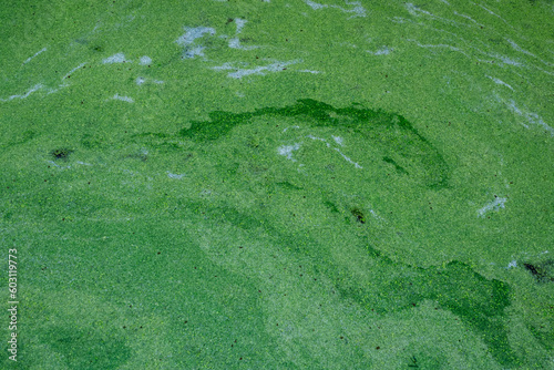 Poisson abstrait lentilles d'eau