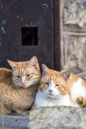 pets friendship hygge concept - two cute cats lying together being cozy. 