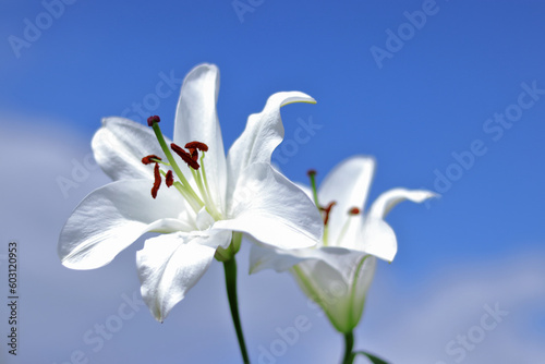 White Madonna Lily. Close-up of Lilium flower on blue background. Beautiful Lilium Candidum flower. Easter Lily flowers greeting card. White Lily Lilies blooming on blue sky. Beautiful spring plant 