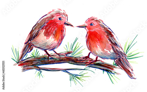 Foto Aquarelle deux rouge-gorges sur un pin, oiseaux illustrés