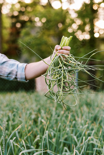 Urban Farmer pulling organic hardneck garlic scapes in backyard garden photo