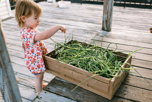 toddler girl on porch on a summer evening, touching garlic scape