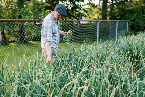 Urban Farmer pulling organic hardneck garlic scapes in backyard garden photo