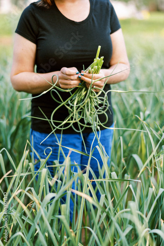 Female worker harvesting hardneck organic garlic from her urban farm photo