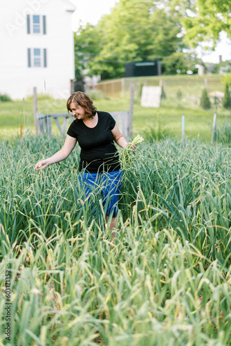 Female worker harvesting hardneck organic garlic from her urban farm photo