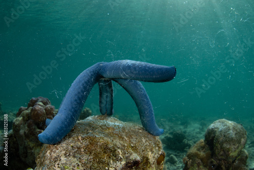 A blue sea star, Linkia laevigata, releases gametes as it spawns on a reef in Indonesia. Echinoderms release sperm and eggs into the water column to mix and produce larvae. photo