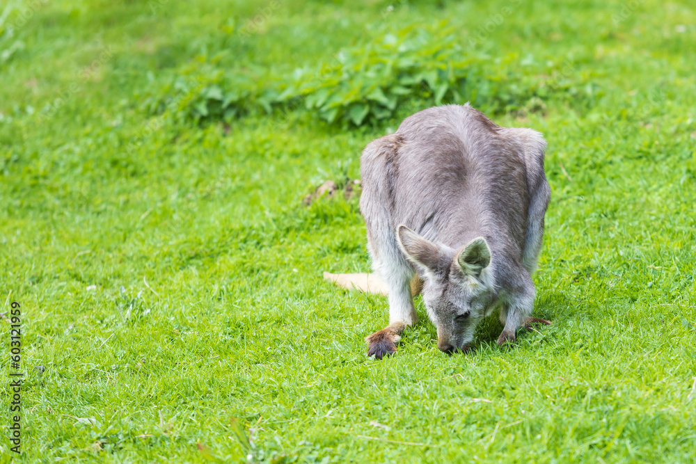 Eastern mountain kangaroo - Macropus robustus robustus on a green meadow Eastern mountain kangaroo - Macropus robustus robustus on a green meadow