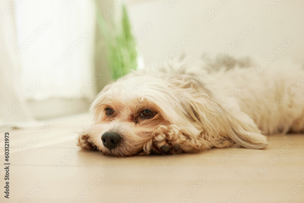 Indoor portrait of sad exhausted chinese crested dog feeling bad missing its owners, lying on floor on front paws, waiting for people to come back home. Lifestyle of domestic animals - obrazy, fototapety, plakaty 