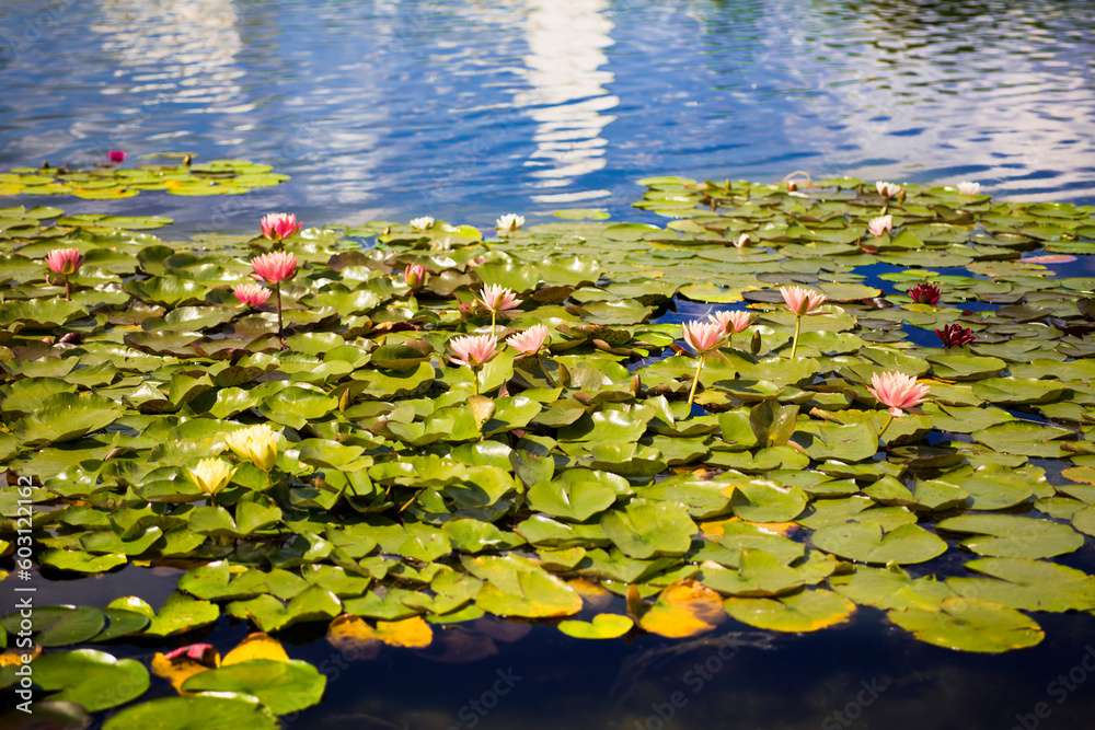 Beautiful pink water lily flowers among green leaves Beautiful pink water lily flowers among green leaves