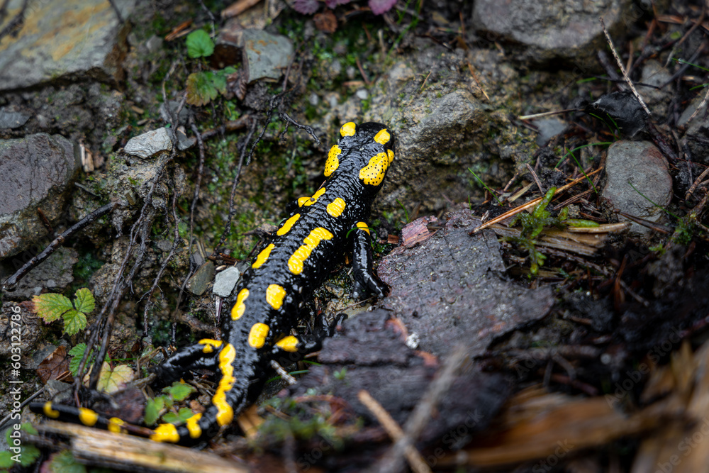 close-up of a yellow and black fire salamander (salamandra salamandra) . view from above. In natural habitat in forest, wet stones and plants after rain
