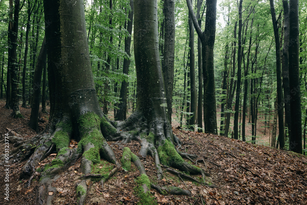 Tree with giant roots in green forest Tree with giant roots in green forest