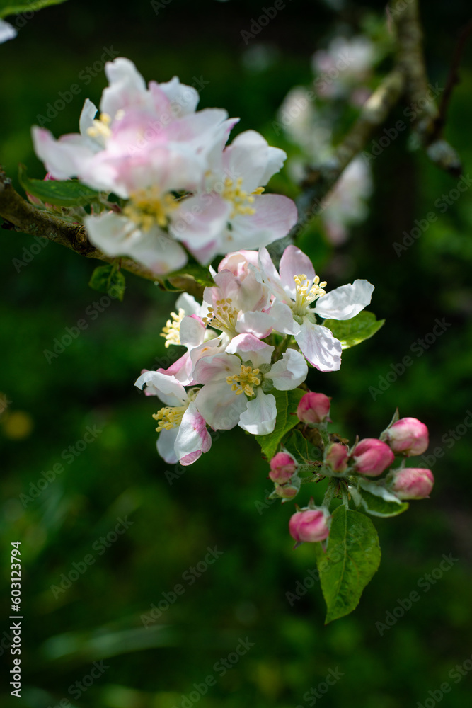 Blossom Blossom
