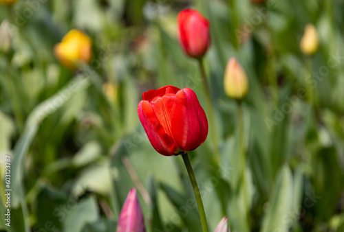Colorful spring flower bed with colorful tulips. Flowerbed with red and yellow tulips. Beautiful postcard with tulips. Spring botanical background for postcard design