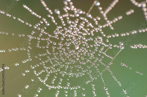 Spider web photo