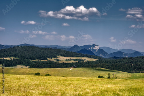 landscape with cows