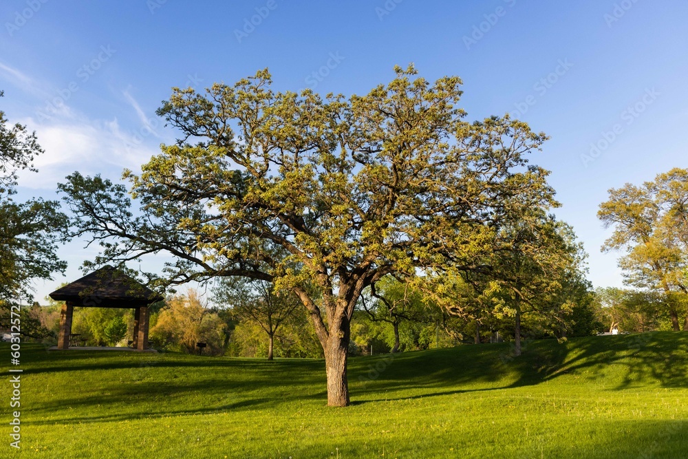 Oak Tree in Suburban Park, Green Space, Minnesota Parks, Midwest Parks, Outdoor Spaces Oak Tree in Suburban Park, Green Space, Minnesota Parks, Midwest Parks, Outdoor Spaces