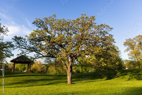 Oak Tree in Suburban Park, Green Space, Minnesota Parks, Midwest Parks, Outdoor Spaces