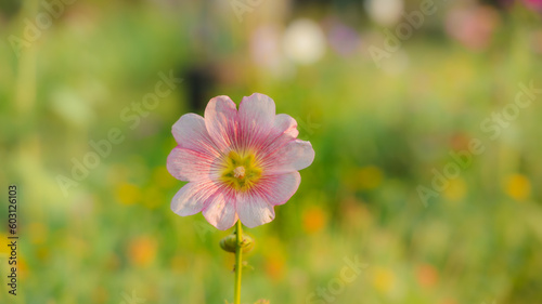 Light Pink colored one hollyhock flower fully bloomed in the garden. Selective focus.