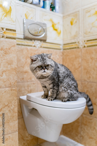 cat toilet training photo