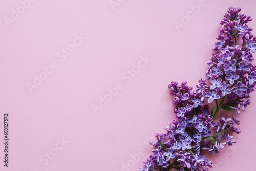 Spring flowers. Lilac flowers on pink background. Top view  flat lay  copy space