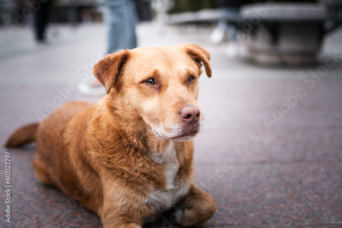 Homeless yellow dog chilling out on the city square. 