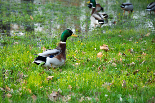 kolorowa dzika kaczka na trawniku, w tle kaczki brodzące w wodzie