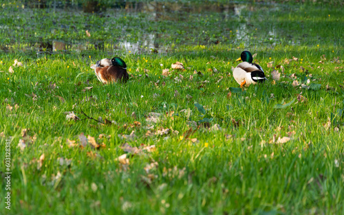 wild ducks in the wetlands © Andrzej Michaluk