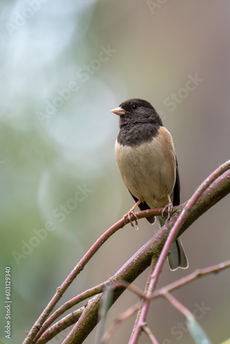 Close up of a dark-eyed junco perched on a branch in Morro Bay, California.