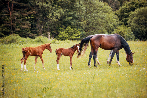 Herd of Horses with Foals Grazing in a Meadow
