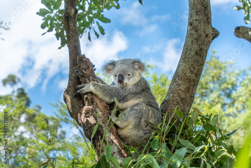 koala on tree