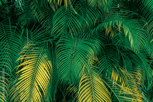 Palm leaf background 