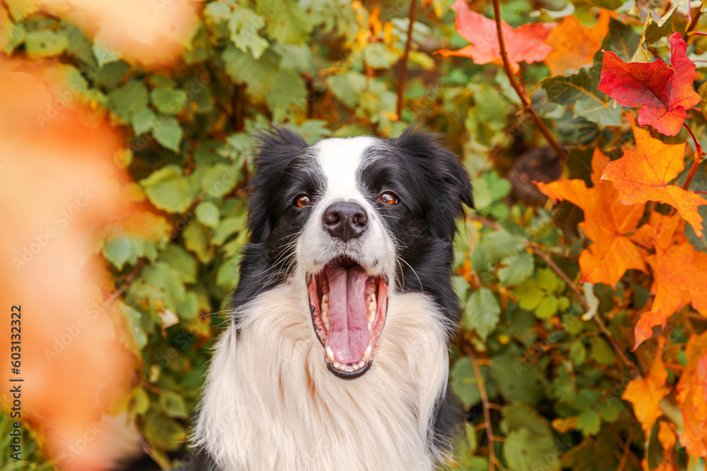 Puppy dog border collie with funny face sitting on fall colorful foliage background in park outdoor. Dog on walking in autumn day. Hello Autumn cold weather concept Puppy dog border collie with funny face sitting on fall colorful foliage background in park outdoor. Dog on walking in autumn day. Hello Autumn cold weather concept