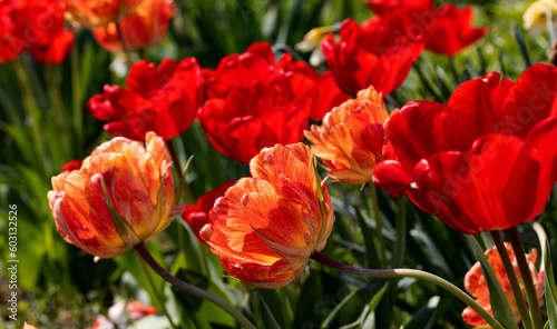 Colorful spring flower bed with colorful tulips. Flowerbed with red and yellow tulips. Beautiful postcard with tulips. Spring botanical background for postcard design