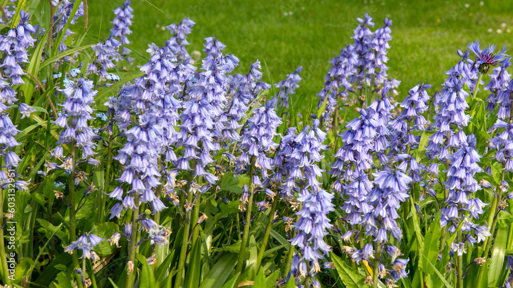 Fototapeta premium Hyacinthoides hispanica. Spanish bluebells. Pretty and prolific spring bulb.