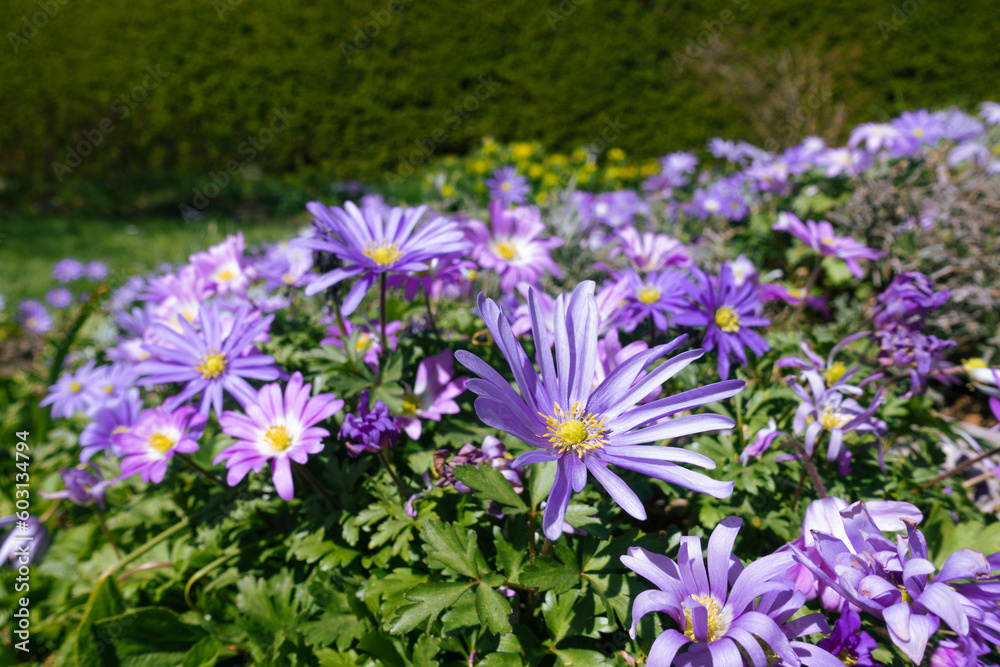 Fototapeta premium Purple Italian aster amellus flowers blossoming in spring 
