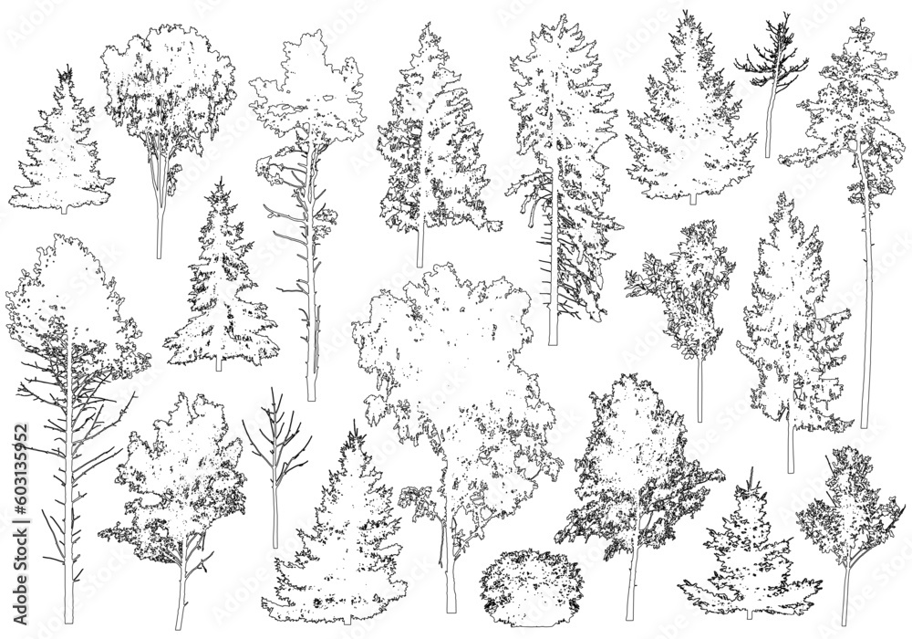 Set of coniferous and deciduous trees for architecture and landscape design, line drawing, contour. Vector illustration - obrazy, fototapety, plakaty 