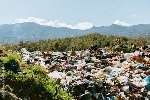 Landfill overflowing with garbage and stray dogs photo