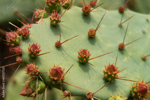 cactus plant closeup