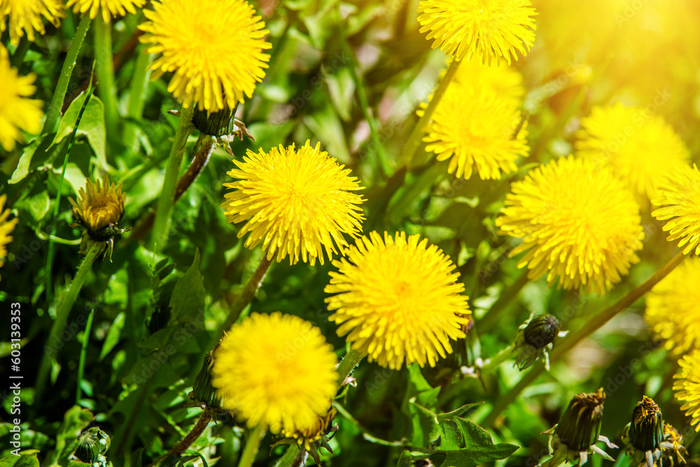 Yellow dandelions blooming on grass background Yellow dandelions blooming on grass background